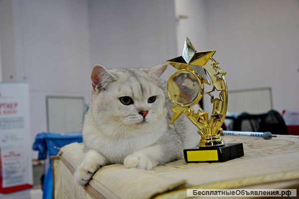 Британская шиншилла