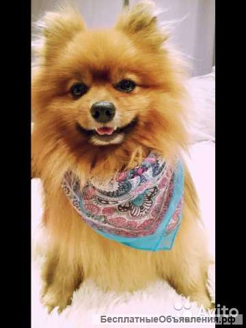 Стрижка собак и кошек с выездом на дом