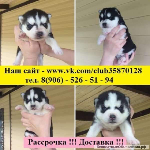 Симпатичных хаски