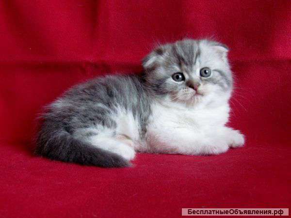 Шотландские котята.