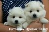 Японский шпиц