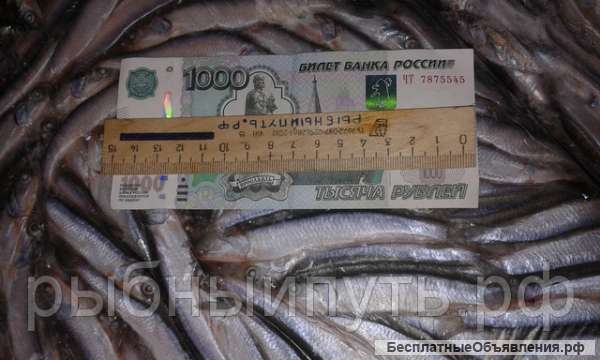 Крымская хамса 24 часа качество 100% цена от производителя