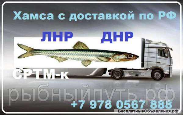 Крымская хамса 24 часа качество 100% цена от производителя