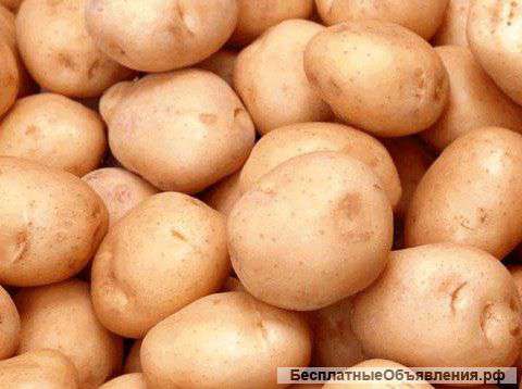 Картофель оптом