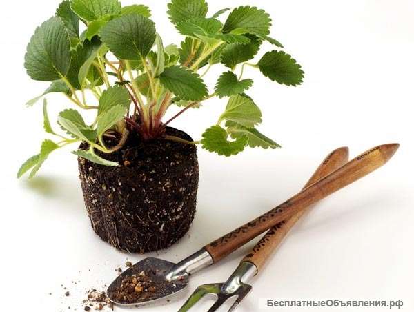 Саженцы растений, садовый инструмент, грунты и удобрения