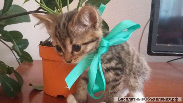 Котята с приданным