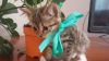 Котята с приданным