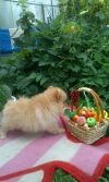 Померанский шпиц миники