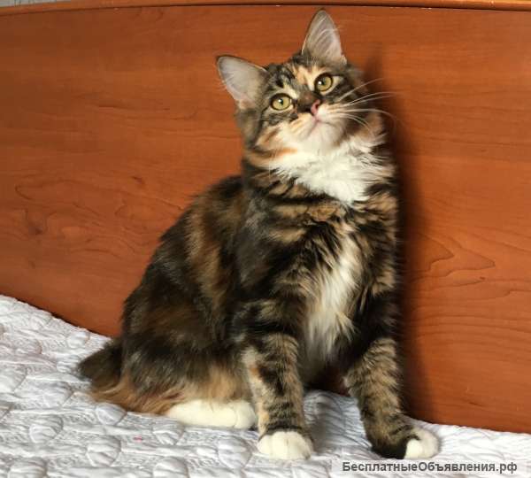 Кошечка -юниор Курильского бобтейла (полудлинношерстная)