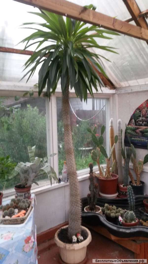 Пахиподеум-магадаскарская пальма