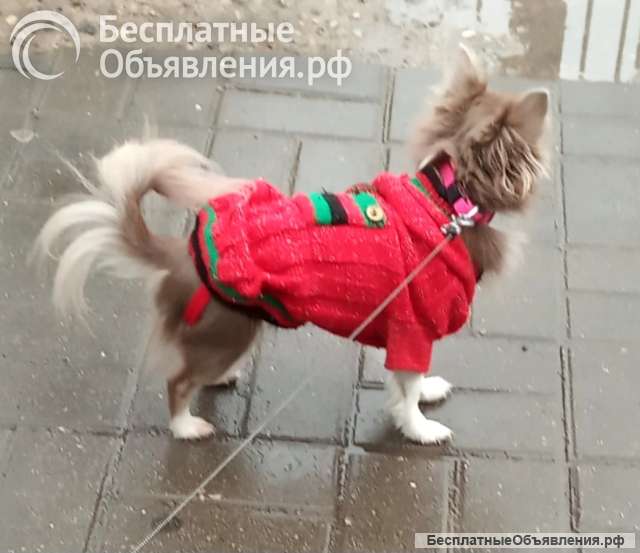 Лиловый с подпалом кобель для вязки