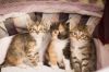 Котоэльфы ищут дом