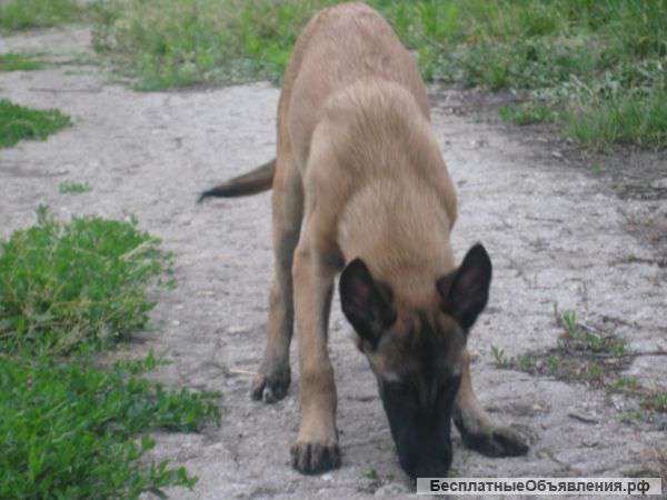 Мальчик бельгийской овчарки малинуа