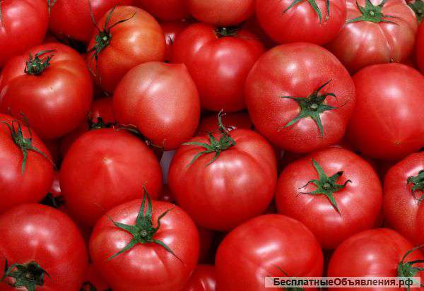 Помидоры оптом