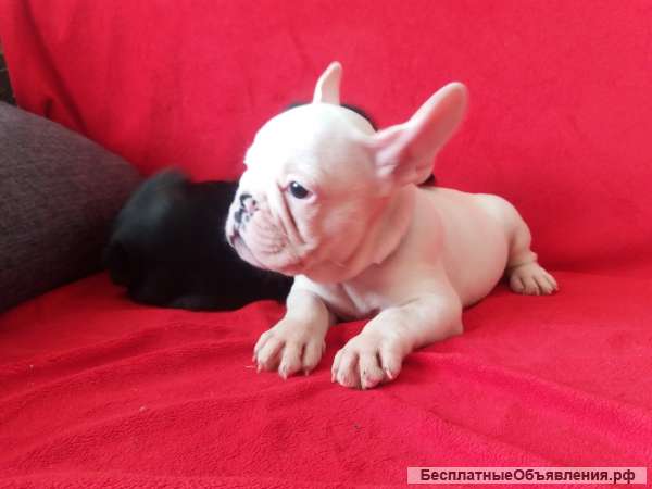 Французский Бульдог Белый Фото