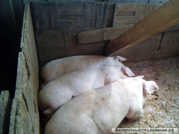 Деревенская свинина