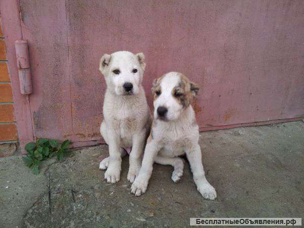 Азиаты срочно