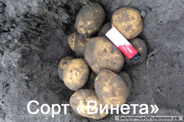 Качественный картофель оптом