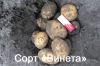 Качественный картофель оптом