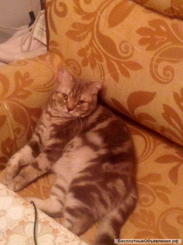 Отдадим кота в хорошие руки