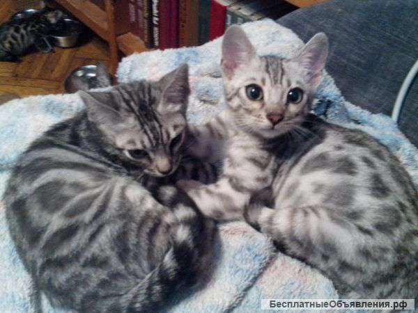 Серебристые бенгалы в семью.