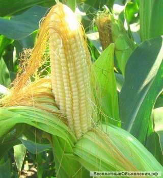 Семена гибридов кукурузы НК Нерисса (Syngenta)