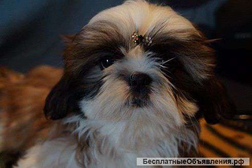 Высокопородные щенки ши-тцу