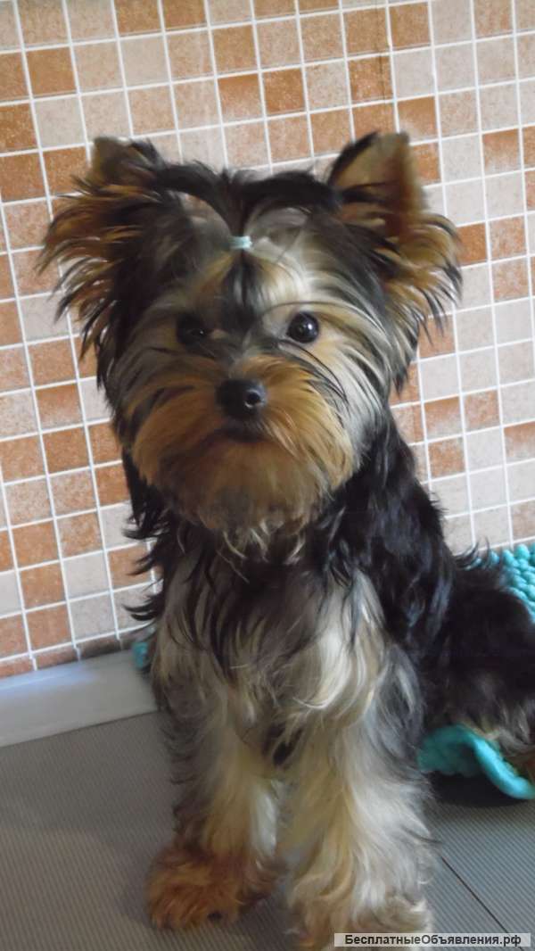 Очаровательный мальчик йоркширского терьера