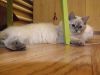 Продаются котята невские маскарадные