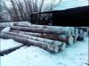 Лес круглый (кругляк). Лиственница.