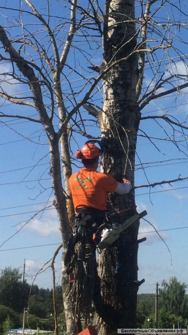 Спил Обрезка Удаление Валка деревьев частями, альпинисты Москва