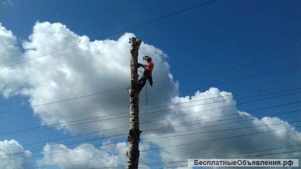 Спил Обрезка Удаление Валка деревьев частями, альпинисты Москва