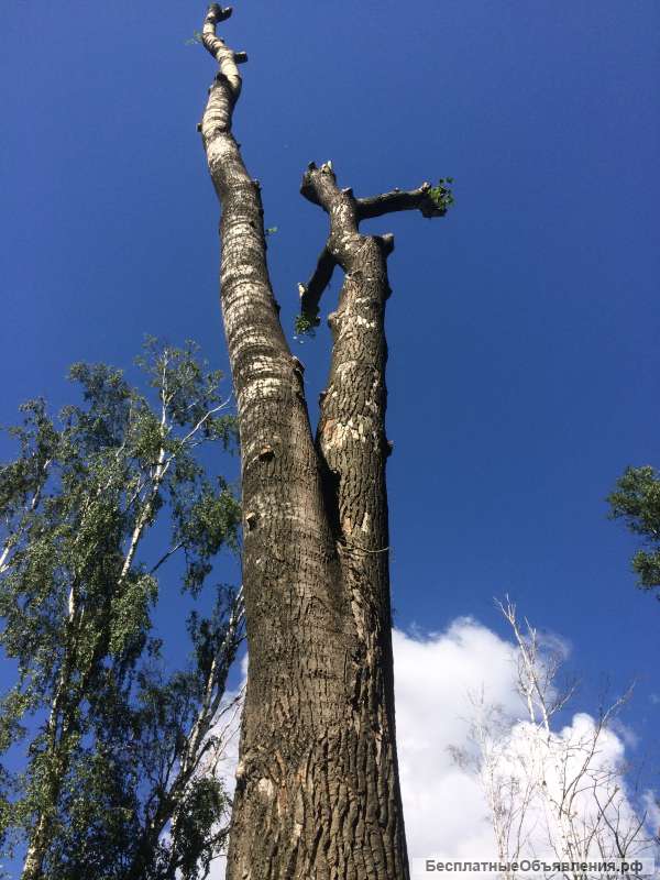 Спил Обрезка Удаление Валка деревьев частями, альпинисты Москва