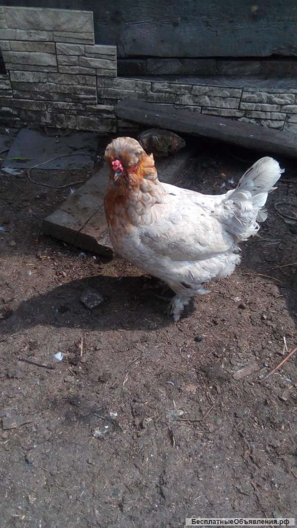 Курочку и петушка