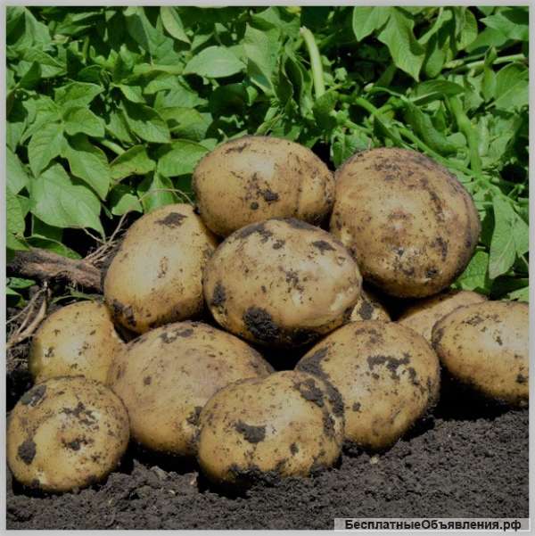 Отборный картофель и кабачки нового урожая