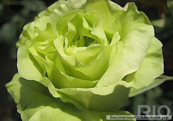 Саженцы роз, плодовых деревьев. Бахмут