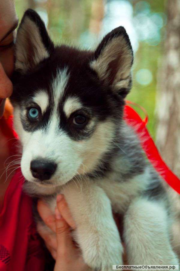 Щеночки хаски