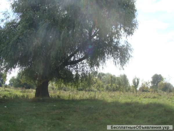 Землю. Бровары Зазимье Участок 10 соток садовое товарищество.Участок на возвышенности.Границ