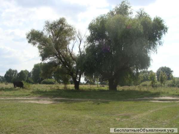 Землю. Бровары Зазимье Участок 10 соток садовое товарищество.Участок на возвышенности.Границ