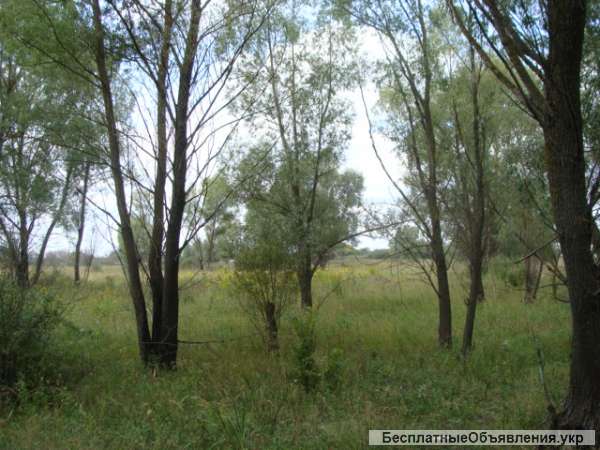 Землю. Бровары Требухов. Участок 25 соток под строительство жилого дома, газ, свет, 1 км.