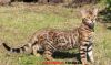 Мини леопарды бенгальские котята с подарками