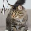 Брутальный кот Василий Иванович только для Вас