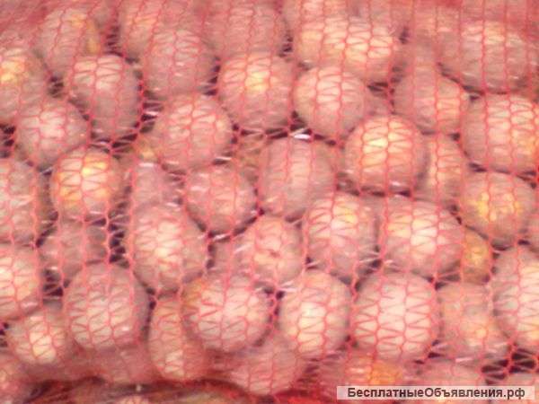 Картофель опт.опт.опт.