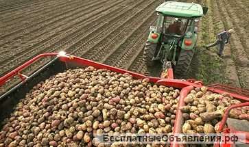 Картофель урожай 2017 года