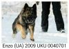 Рабочие линии немецкой овчарки