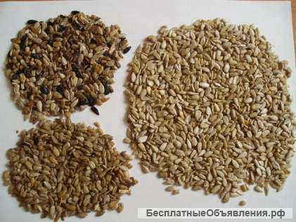 Фотосепаратор "Фокус" от ООО "Сортекс"
