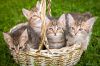 4 кельтских котенка в добрые руки