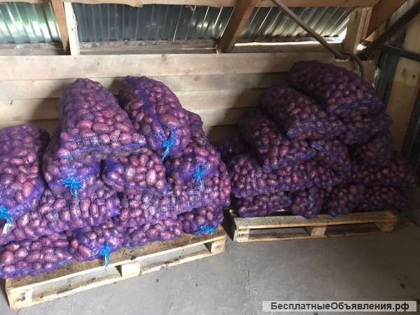 Картофель оптом от КФХ производителя