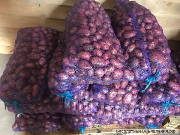 Картофель Ред Скарлет