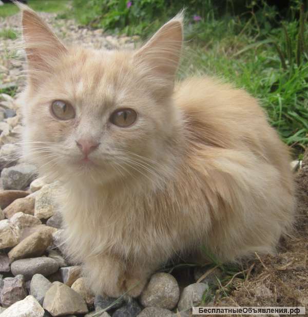 Сибирский котёнок цвета осени